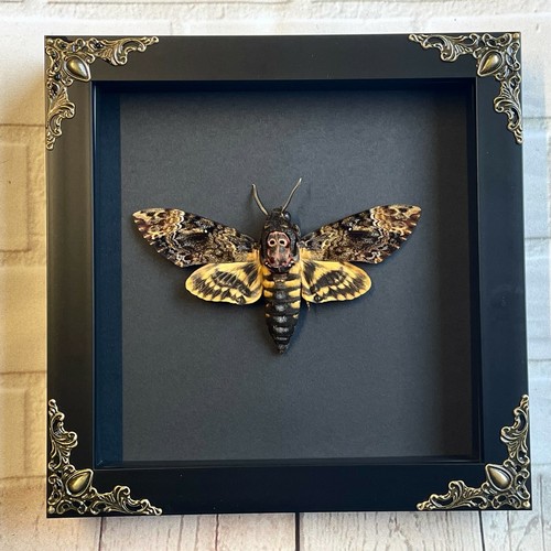 Greater death head - greater, moth